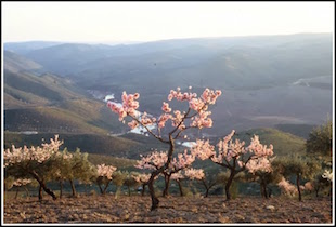 Douro Superior coordena celebração das Amendoeiras em Flor