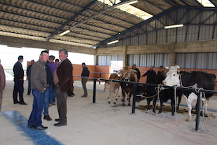 Feira de Gado atrai produtores a Malhadas