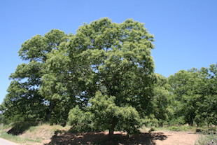 Agricultores queixam-se da falta de acessos