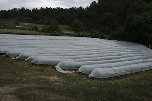 Produção de morangos: um negócio que dá frutos em S. Pedro Velho
