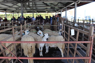 Produtores aumentam efectivo de ovelhas de Raça Churra Galega Bragançana