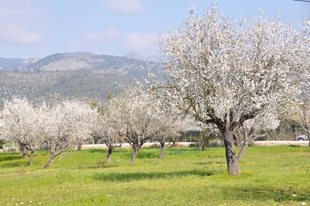 Aumento da rentabilidade leva à plantação de cada vez mais amendoais