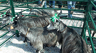 Sector caprino começa a rejuvenescer