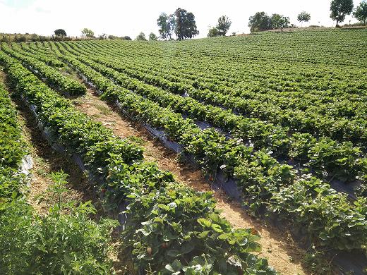 Morangos lideram preferências dos produtores de frutos vermelhos