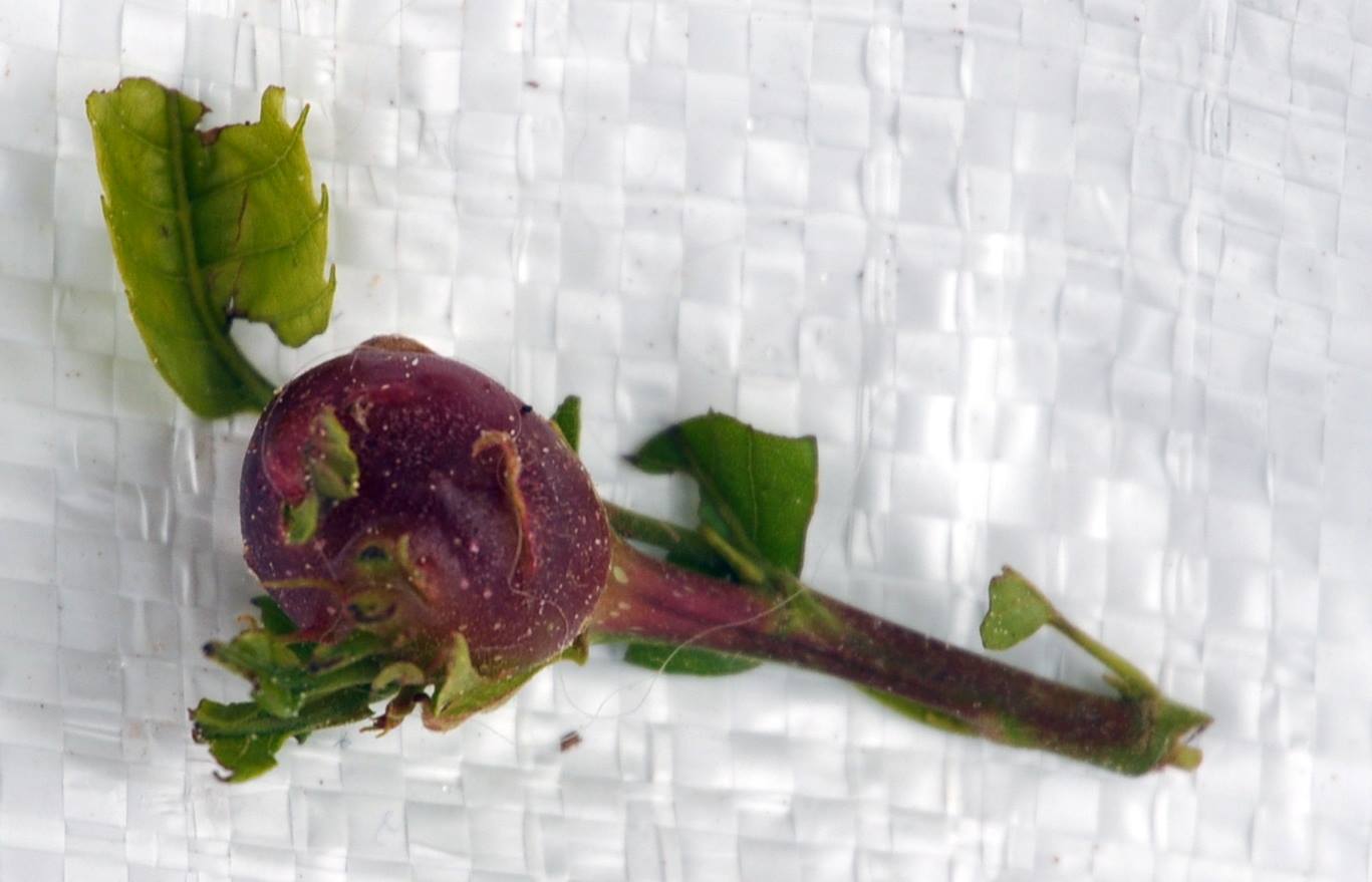 Ninhos de vespa da galha detectados em Vinhais, Bragança e Macedo de Cavaleiros