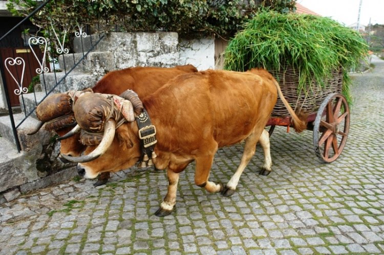 Em tempo de máquinas ainda há animais que trabalham