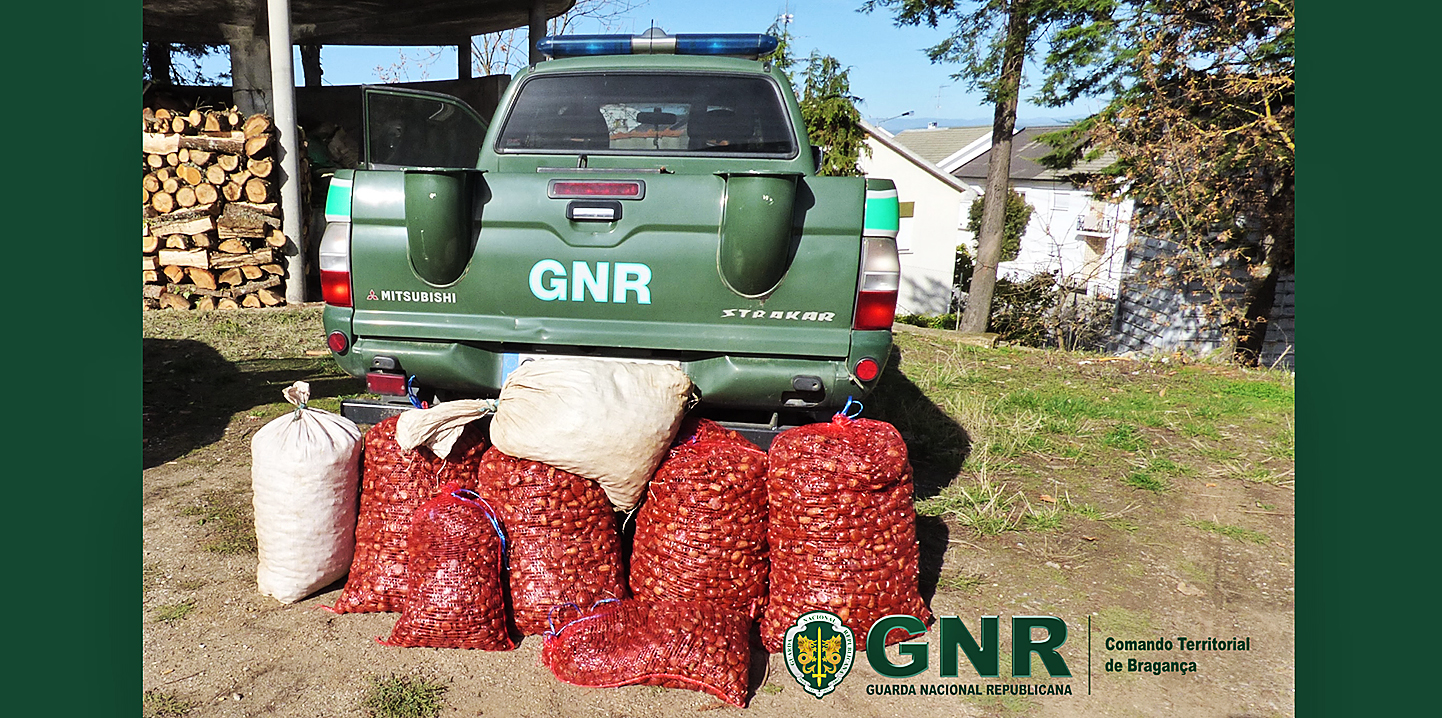Operação “Castanha Segura” tenta evitar burlas e furtos