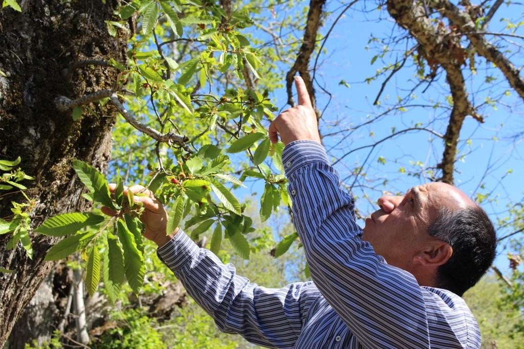 Largada biológica contra a vespa da galha do castanheiro