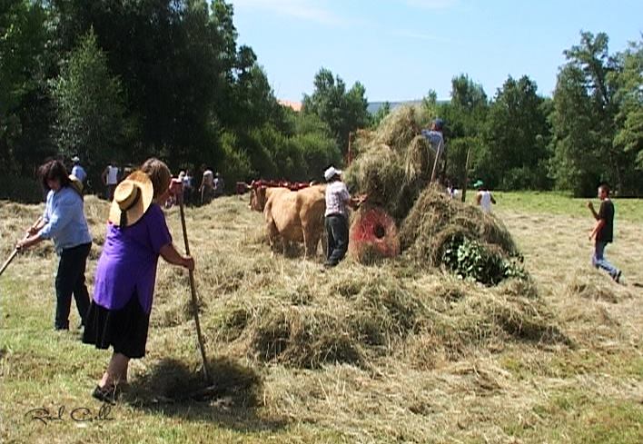 Vamos todos ao feno!