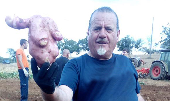 Feijões de metro e batatas de quilo