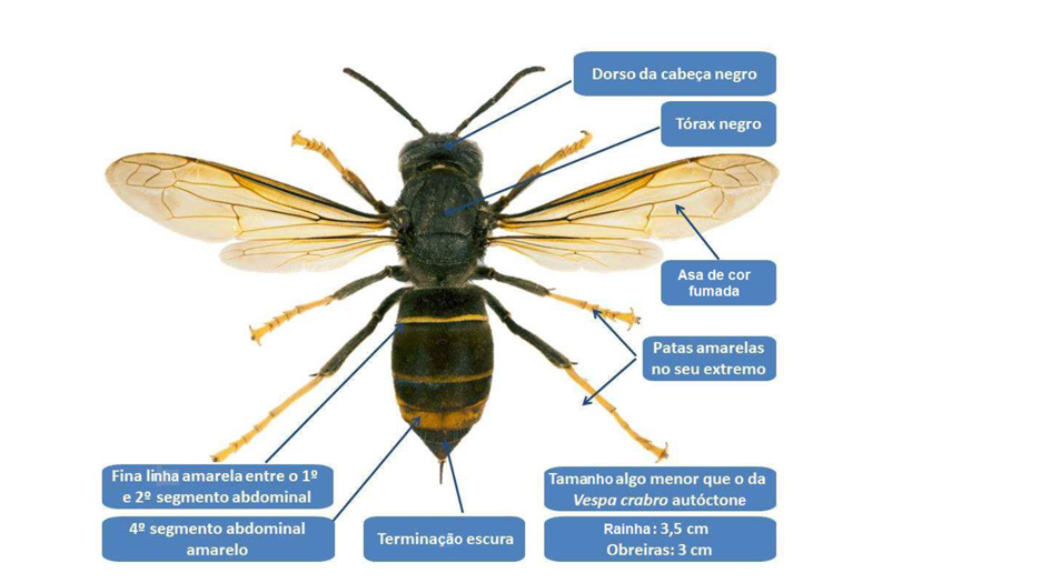 Identificar e combater a vespa asiática