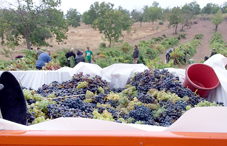 Outubro a entrar, toca a vindimar