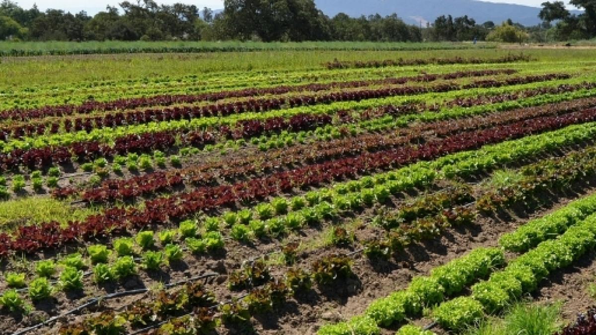 CAP defende reorganização dos canais de escoamento agrícolas