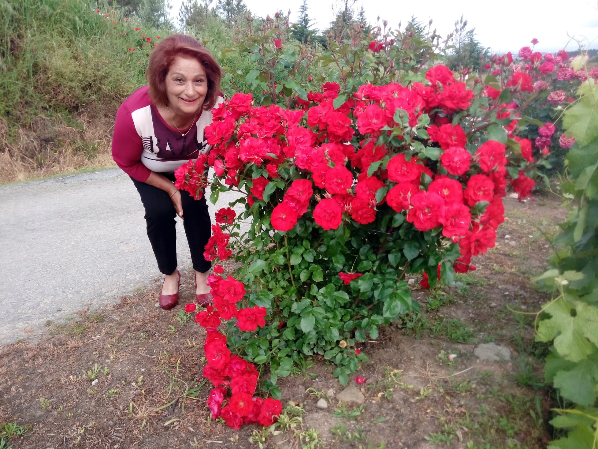 Viver num jardim de rosas