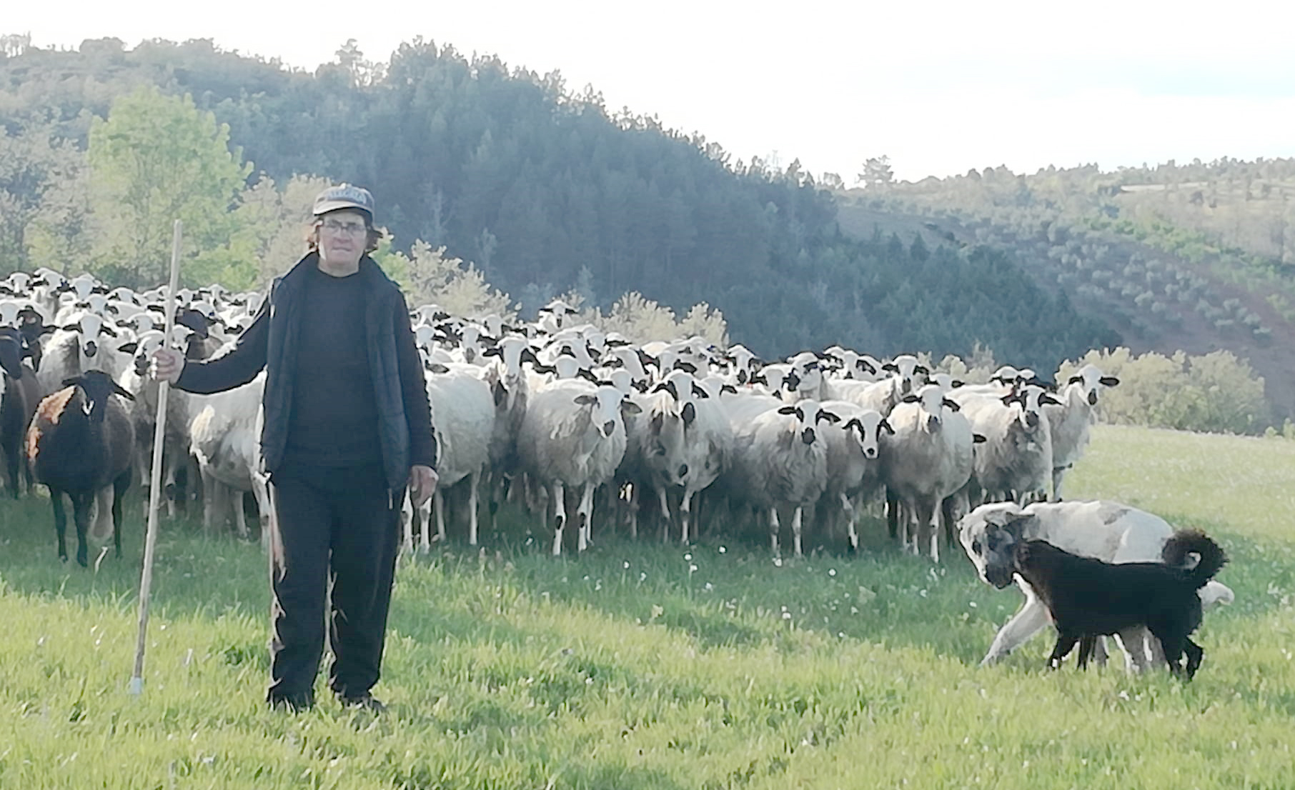 O rebanho é a sua companhia e o seu sustento
