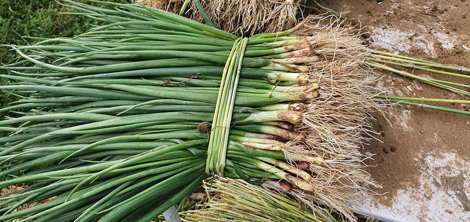 Em Alfaião o cebolo é tradição