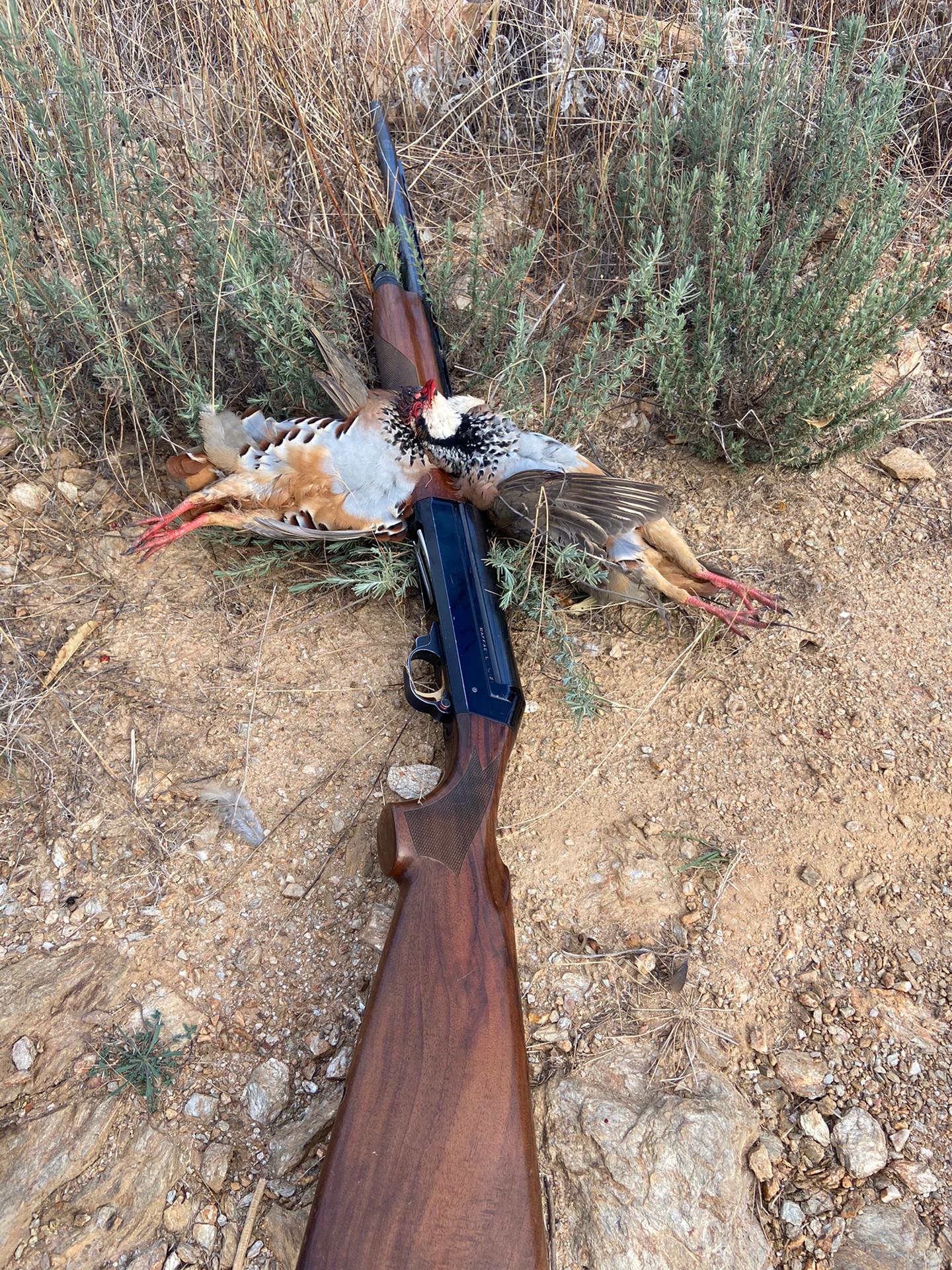 Pandemia afecta sector da caça e cancela montarias ao javali