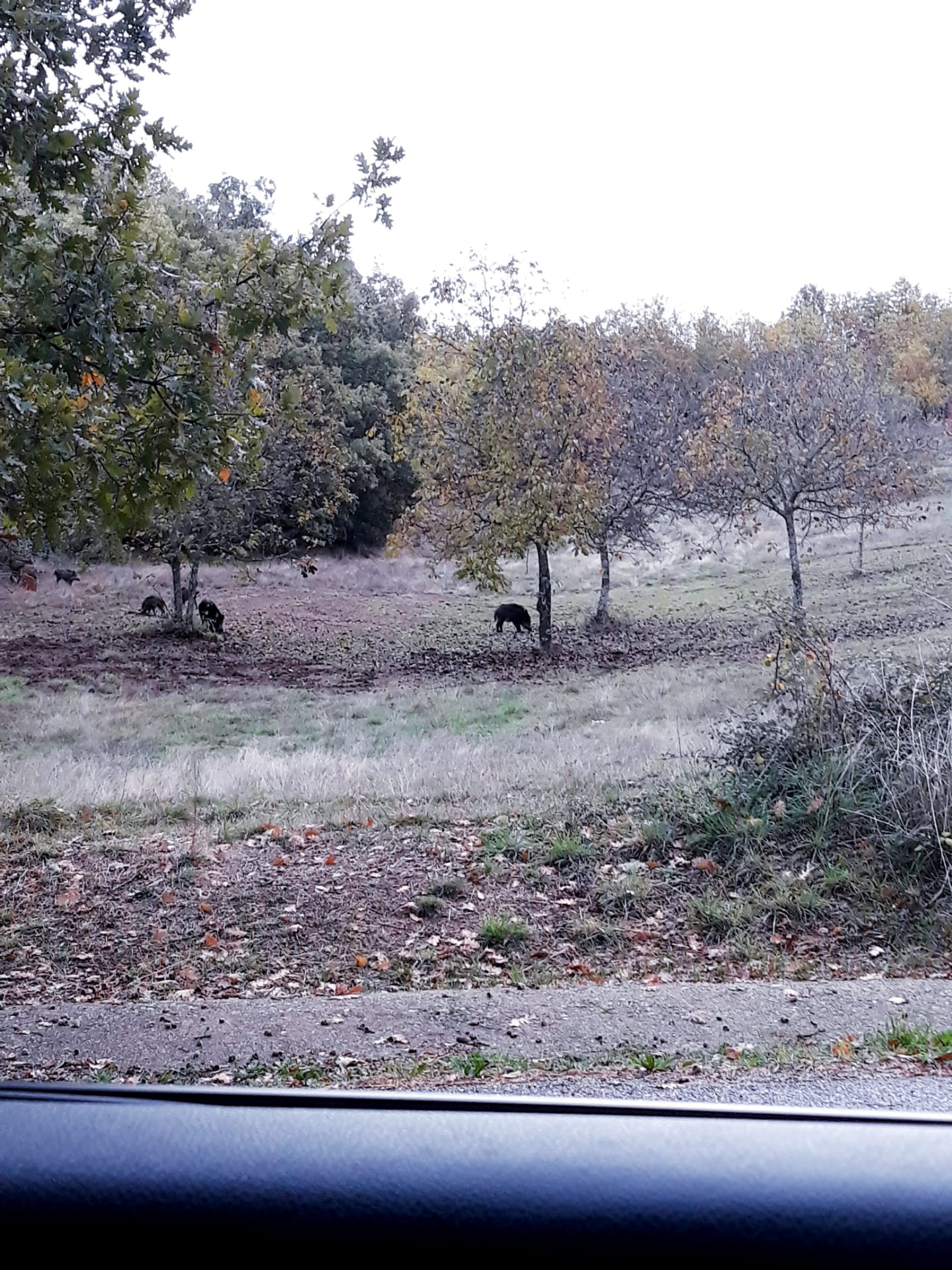 Produtores de castanha dizem que estragos causados por javalis foram os piores dos últimos anos