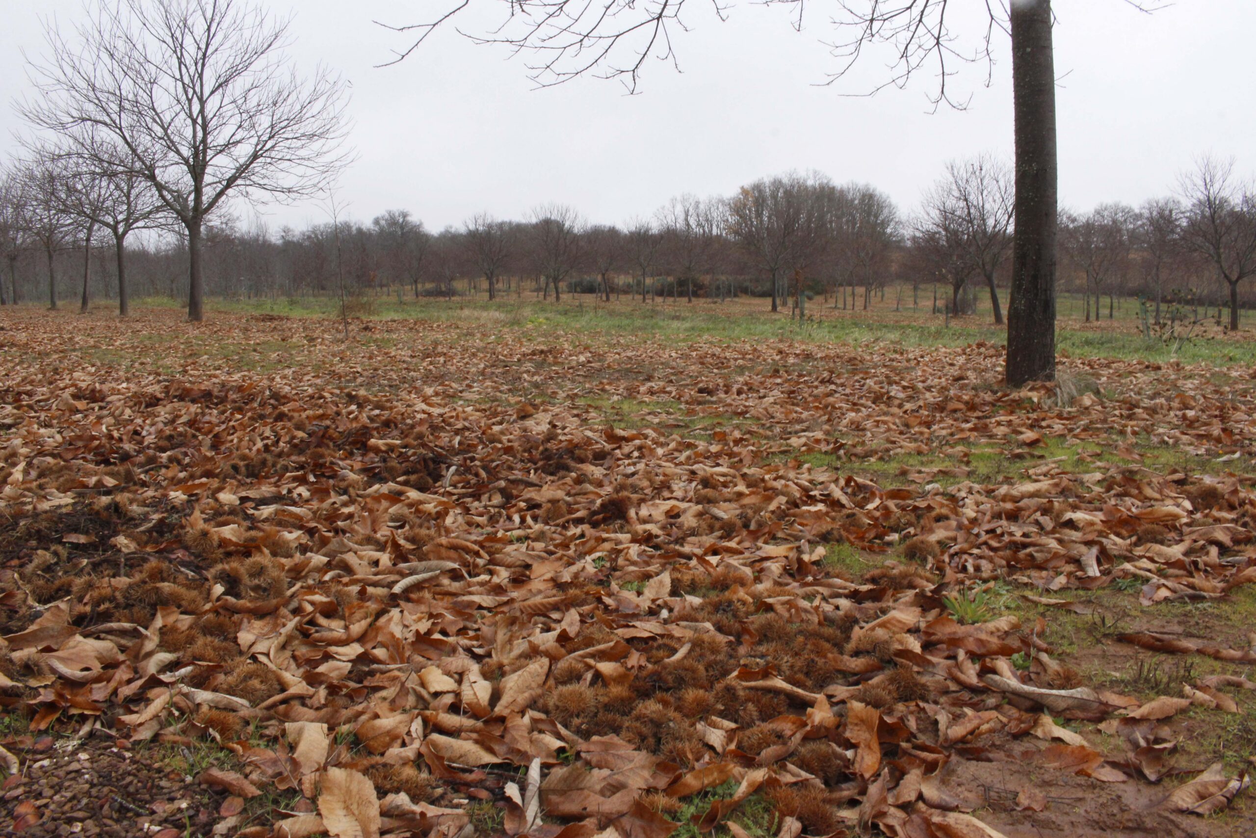 Produtores de castanha alarmados com o rebusco que dizem ter-se transformado em roubo