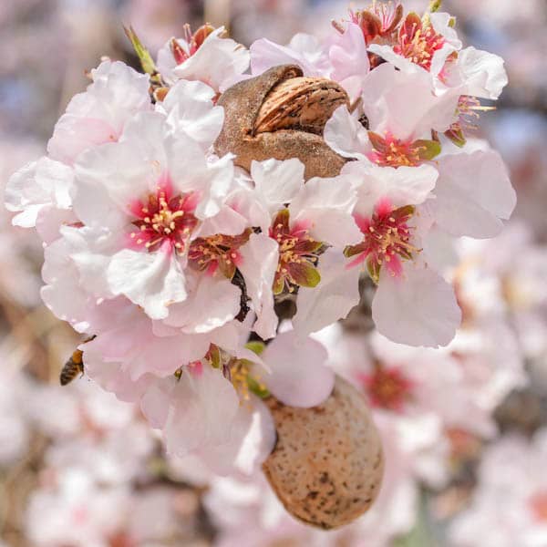 Frio e geada podem pôr em causa produção de amêndoa este ano