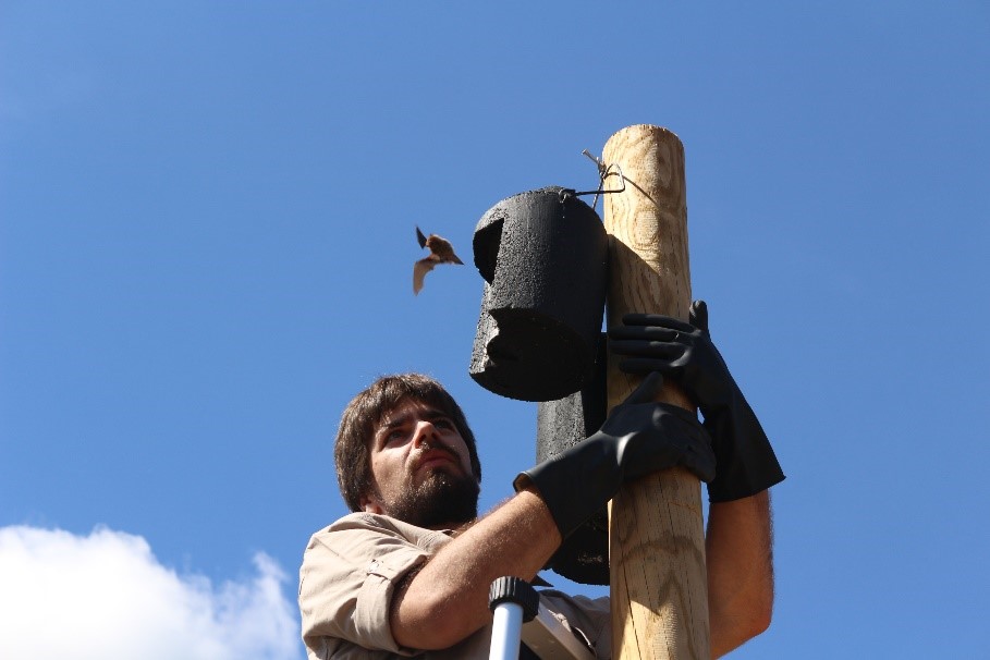 Morcegos mostram-se eficazes no combate a mais de cem pragas no Vale do Tua