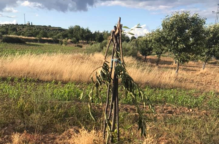 Veados destroem castanheiros na Lombada e agricultores queixam-se da posição do ICNF