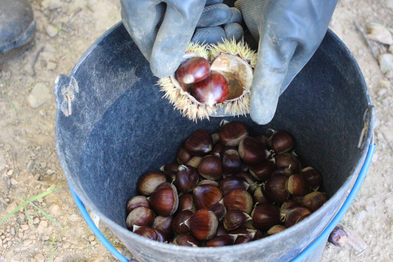 Verão húmido prejudicou produção da primeira castanha