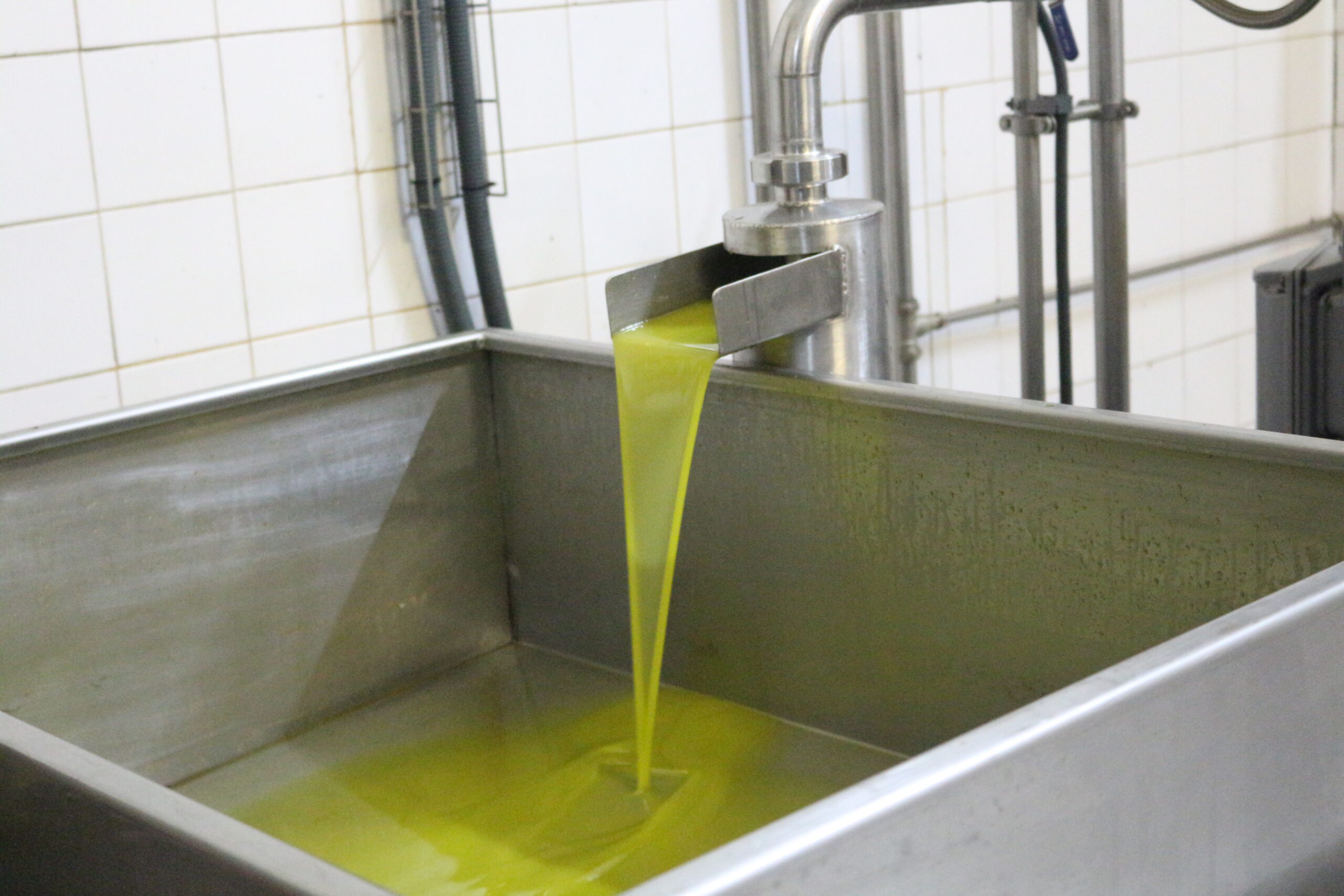 Campanha da azeitona já arrancou com expectativa de boa quantidade e aumento da qualidade