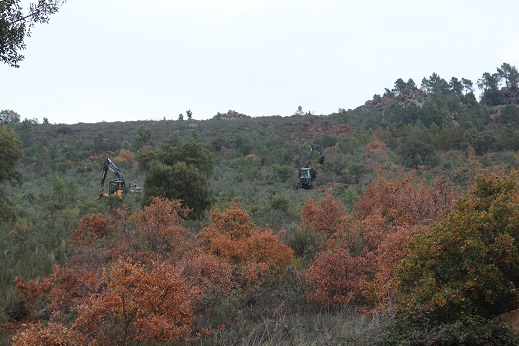 Desmate de encostas em Roios e Vila Flor preocupa município