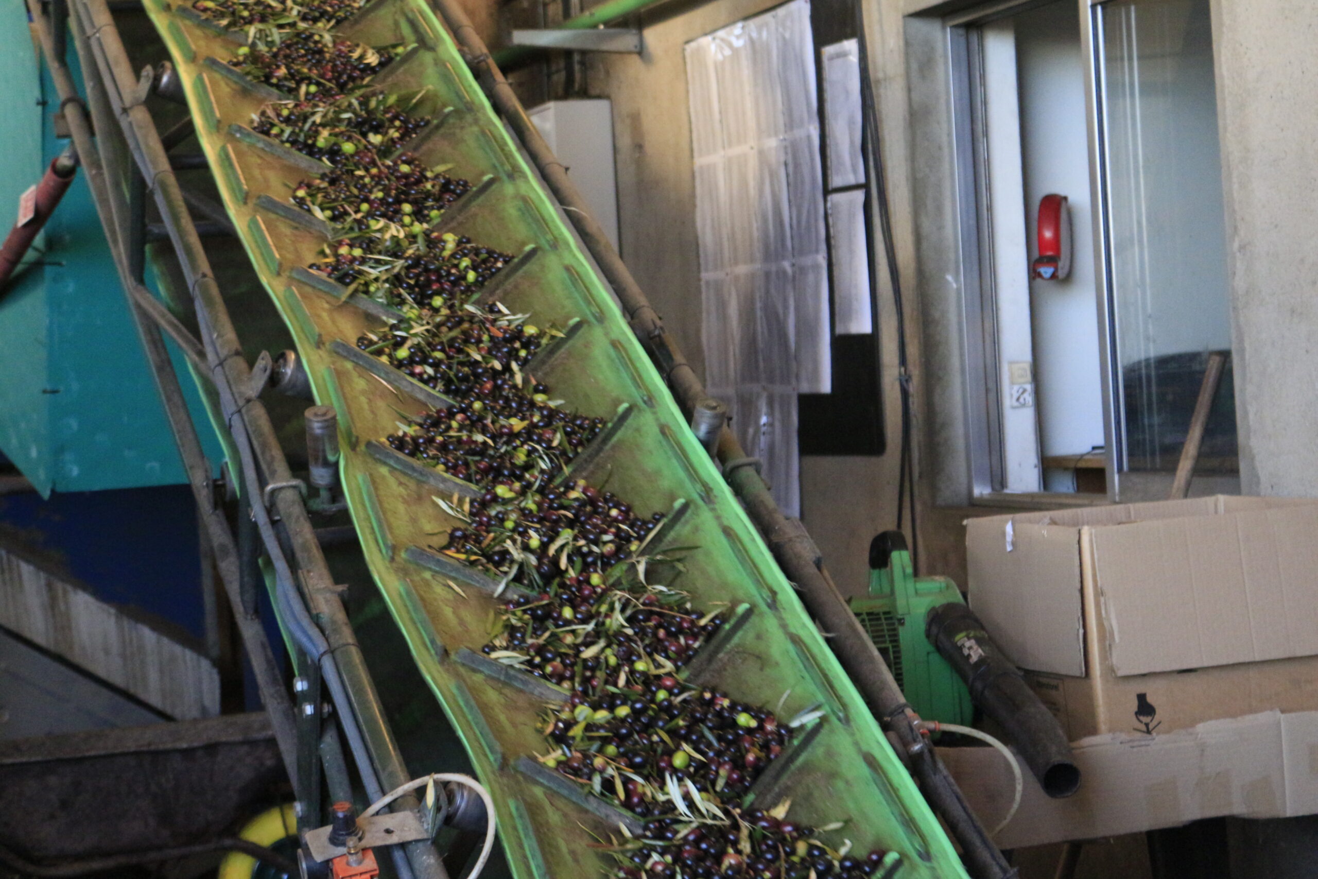 Compostagem do bagaço de azeitona pode aliviar extractoras da região