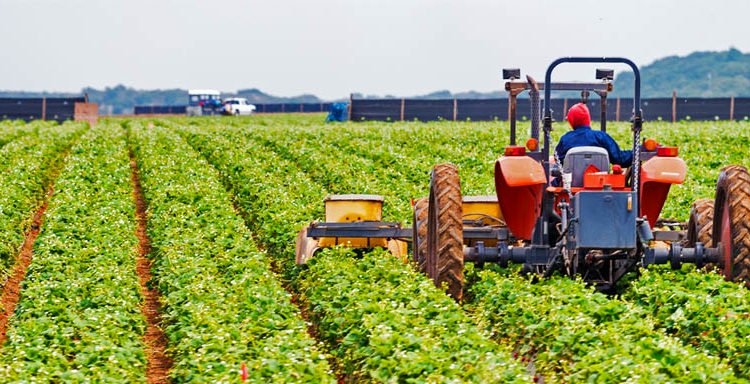 Governo garante pagamento de 500 milhões de euros de Pedido Único aos agricultores até Maio