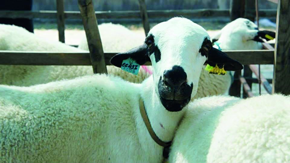Aumento dos custos de produção obriga agricultores a diminuir efectivo