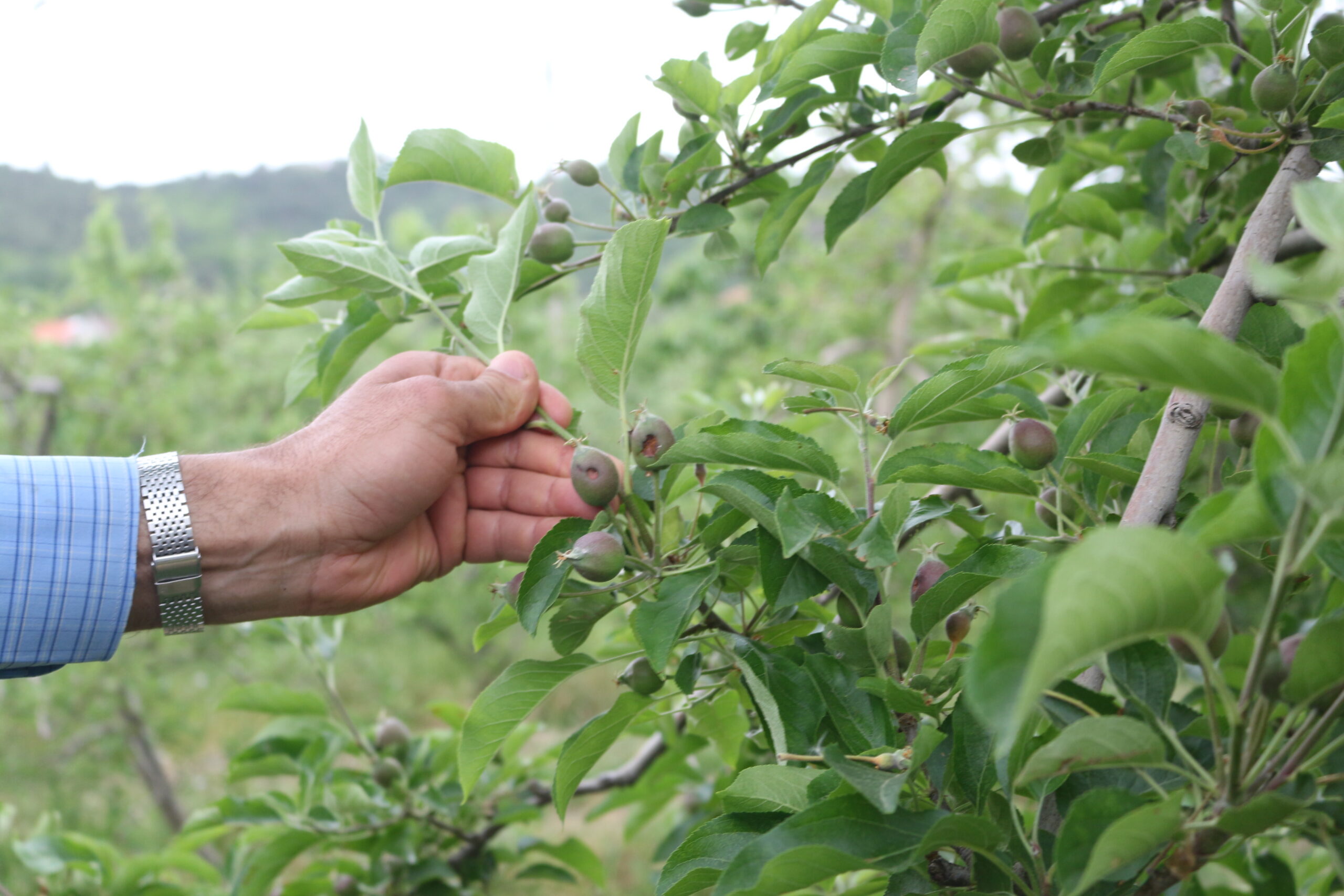 Granizo arrasa produção de maçã em muitos pomares de Carrazeda de Ansiães