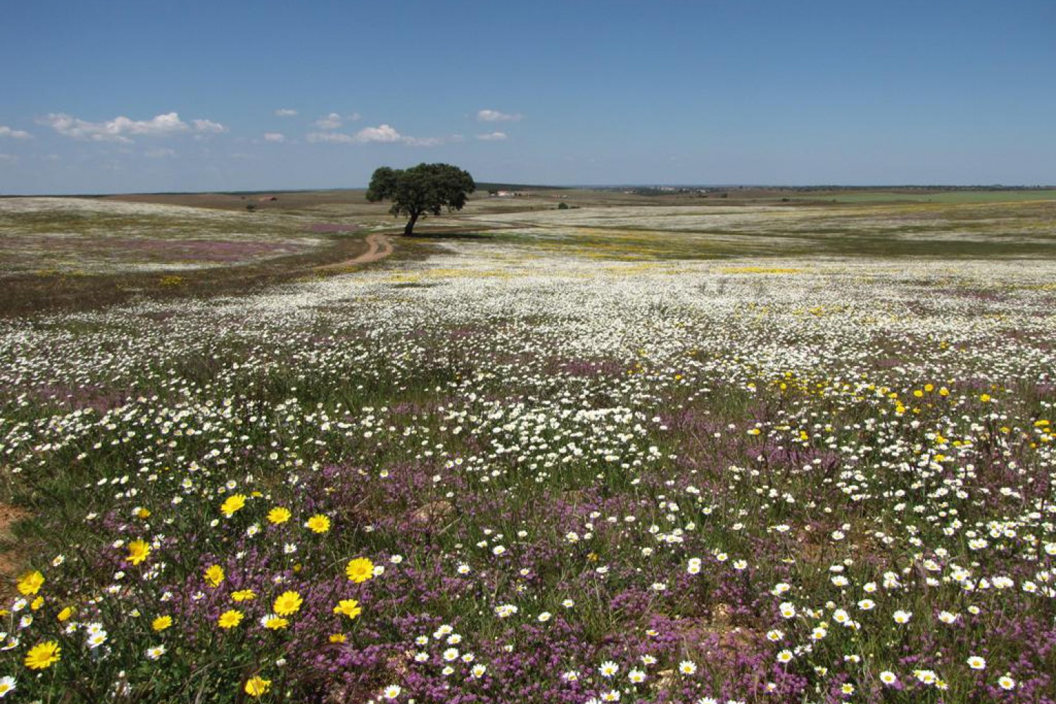 Plataforma para monitorizar desertificação lançada em Mogadouro