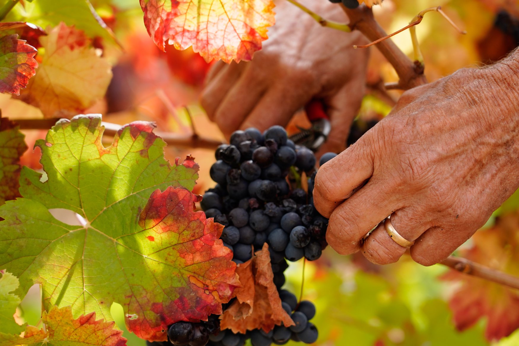 Cachos secos e videiras no “limite” fazem cair produção de vinho