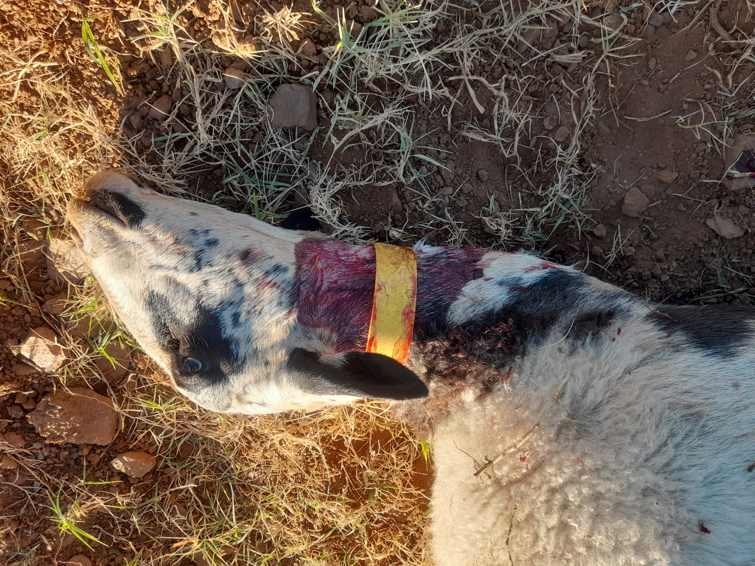 Novo ataque de alegado lobo mata duas ovelhas