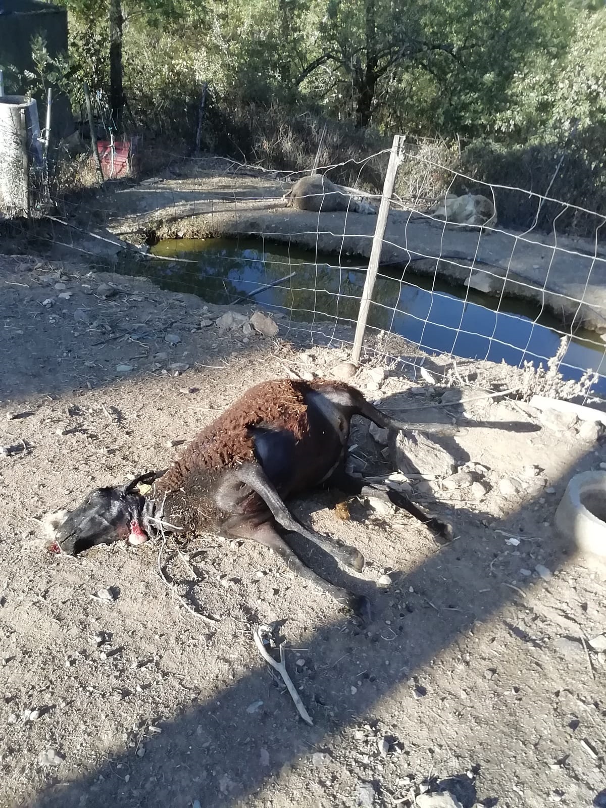 Lobos matam ovelhas em dois dias em localidades vizinhas de Vila Franca e Vinhas