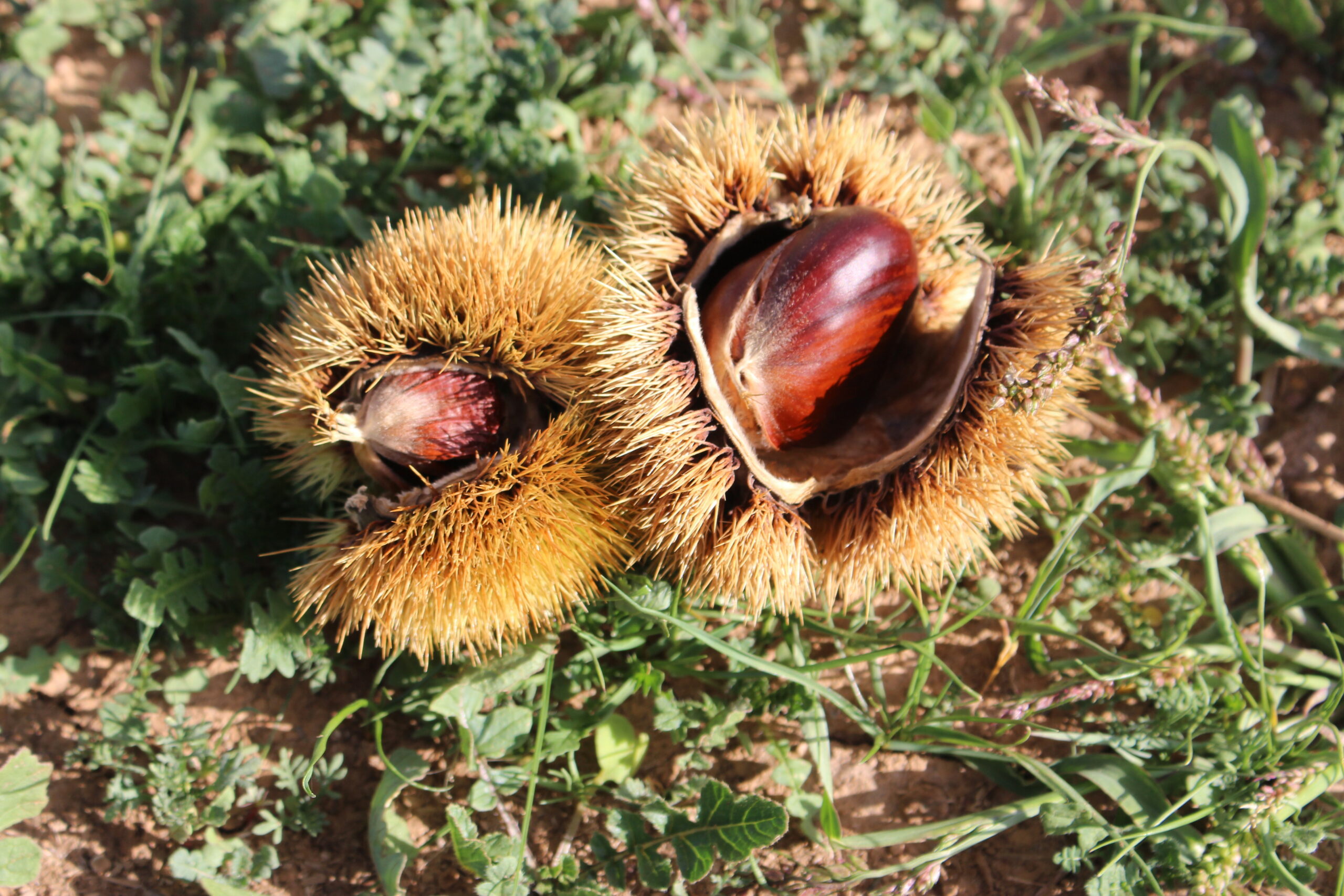 Produção de castanha está atrasada mas já se prevêem quebras