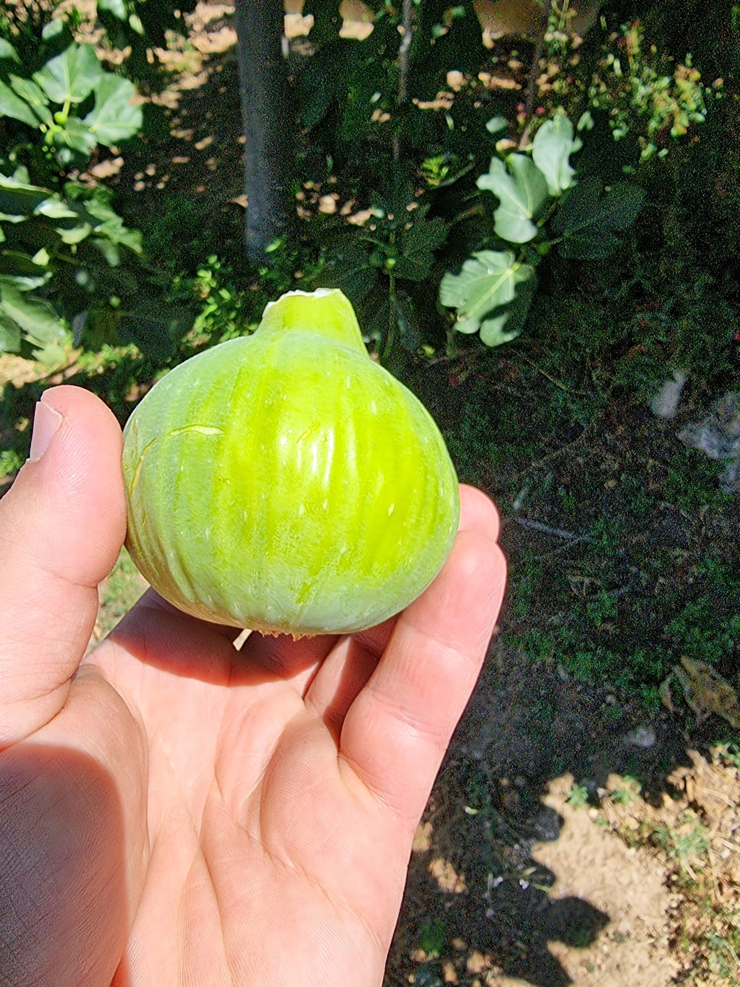 Exportações agrícolas do distrito cresceram 161% nos últimos 10 anos