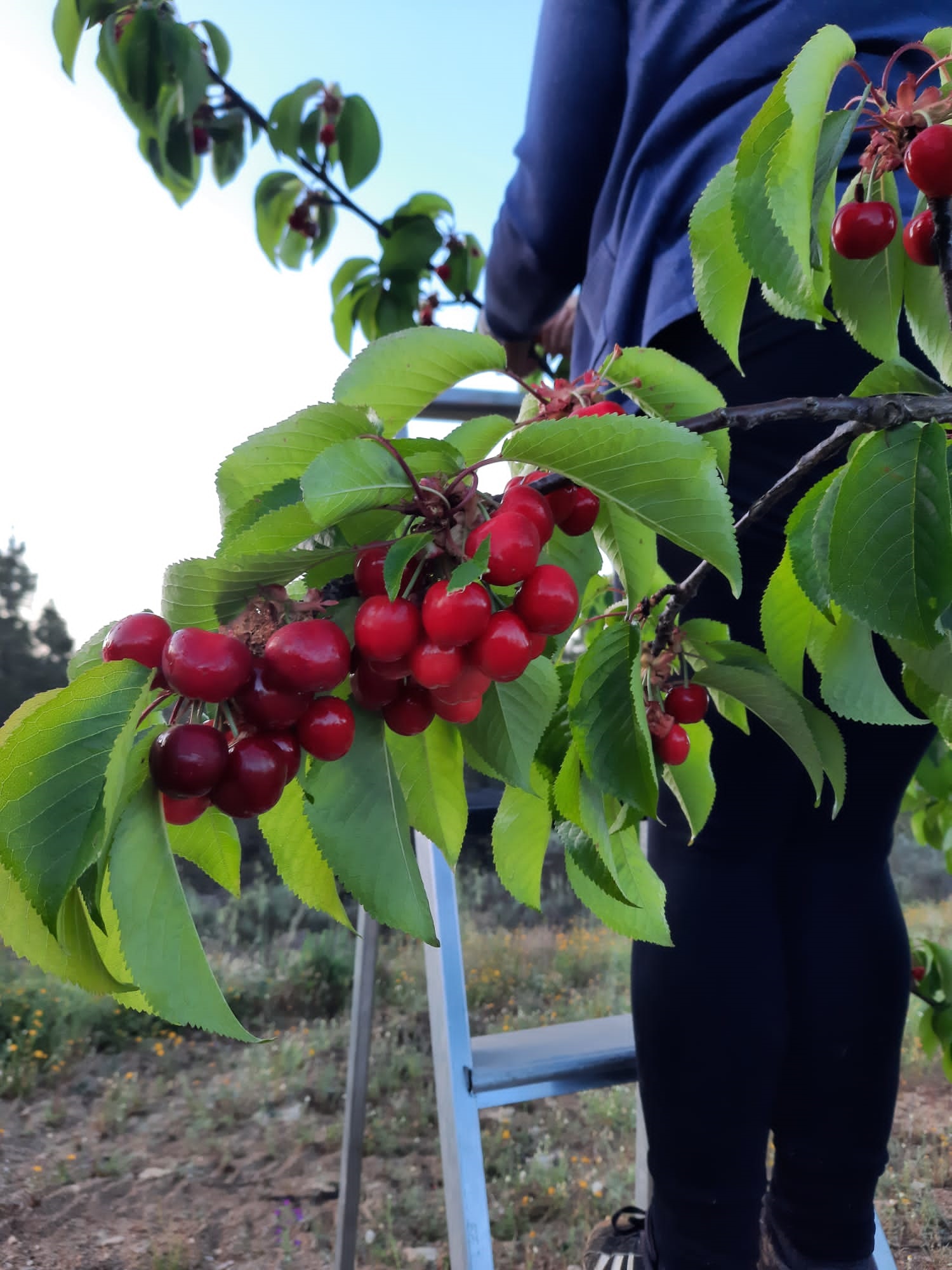 Tempo quente faz cair produção de cereja para mais de metade