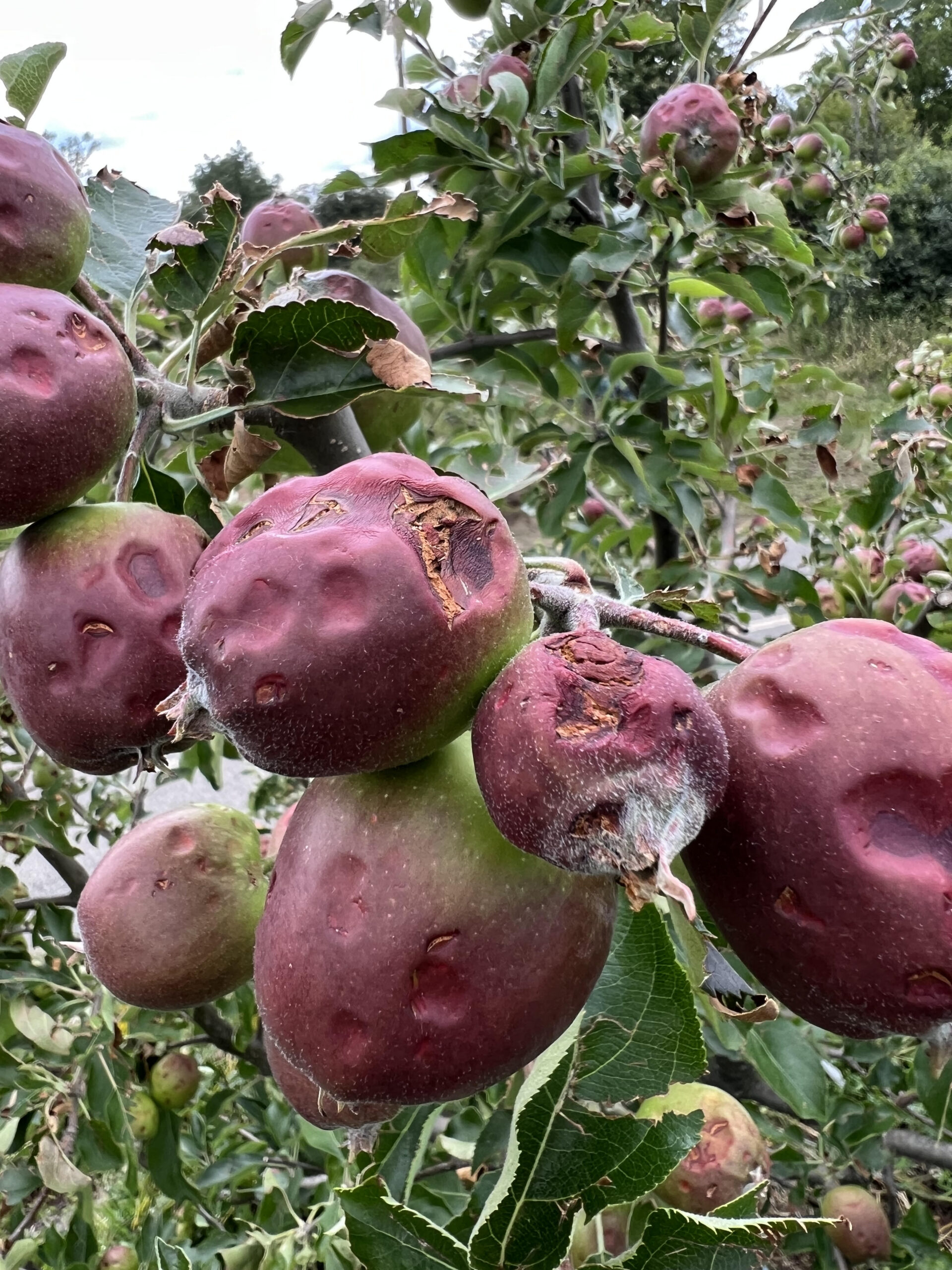 Apoio de 55 euros por hectare para agricultores afectados pelo mau tempo é uma “miséria”