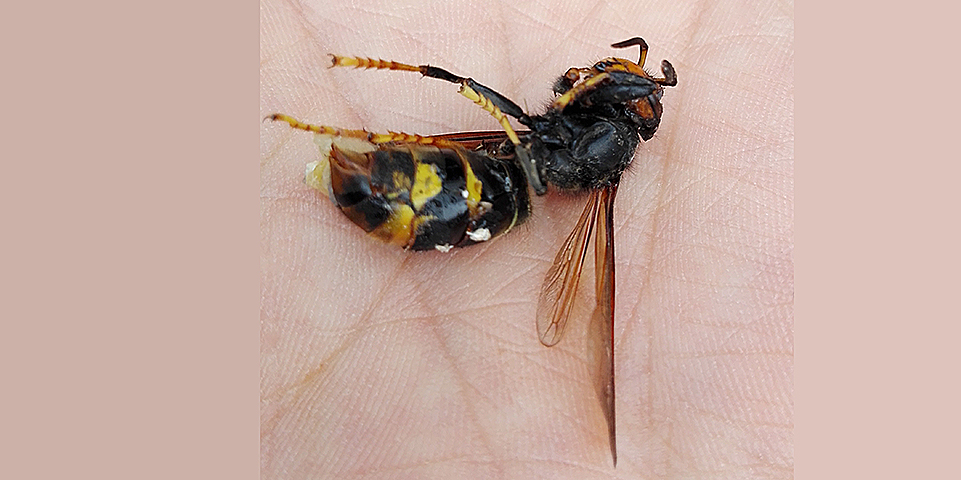 Ninhos de vespa asiática espalham-se por Trás-os-Montes