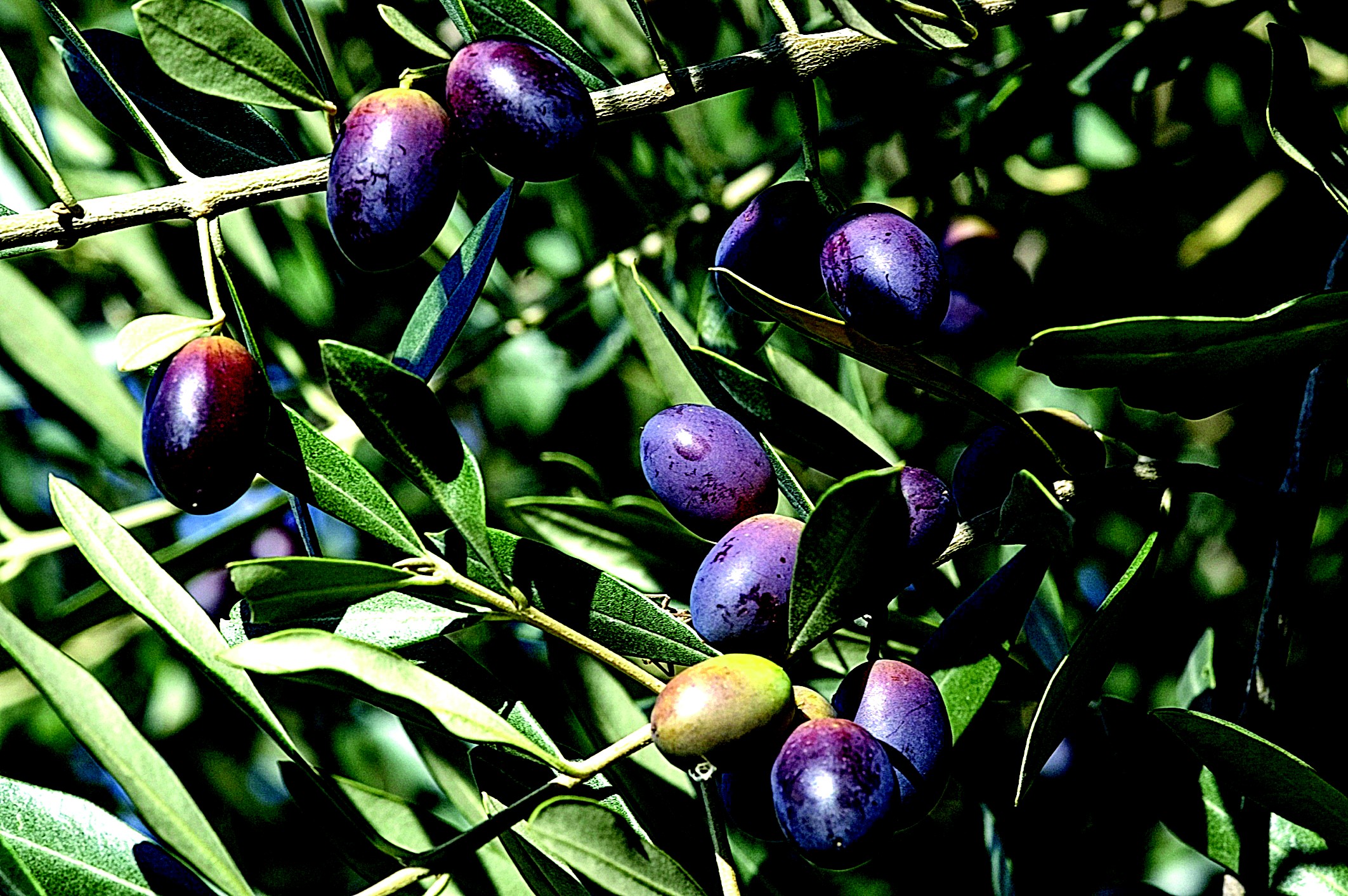 Cinco búlgaros detidos por furtarem azeitona