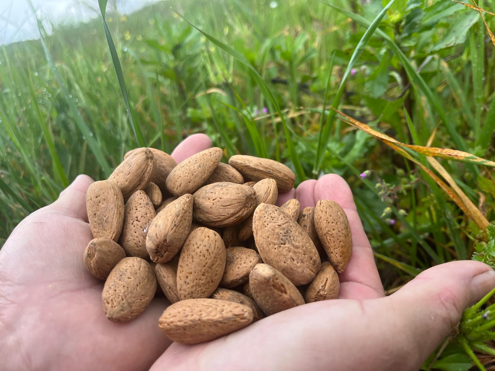 Produção de amêndoa em Trás-os-Montes aumenta ano após ano