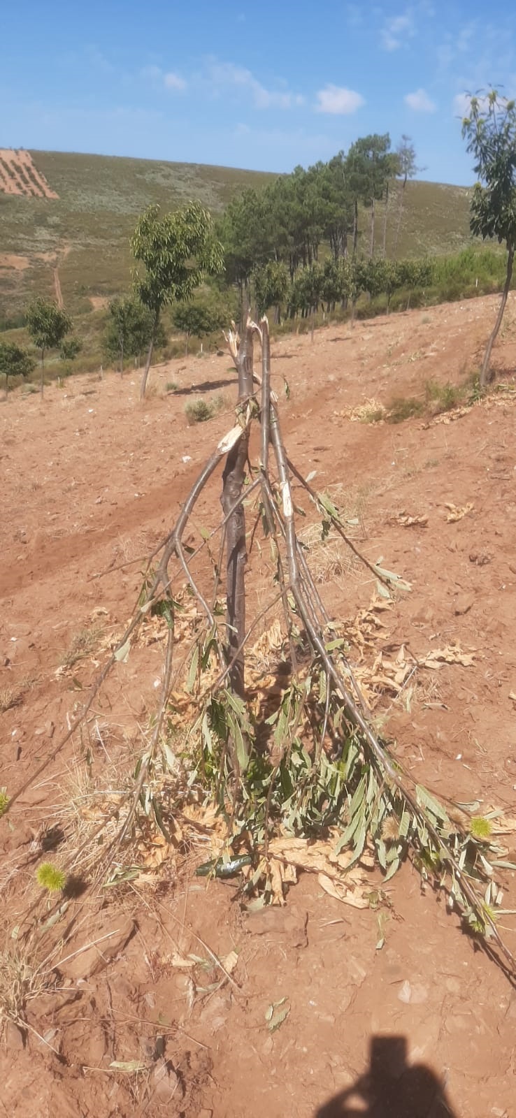 Veados destroem centenas de castanheiros no concelho de Bragança