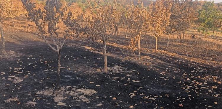 21 freguesias do distrito incluídas no apoio do Governo para explorações agrícolas ardidas