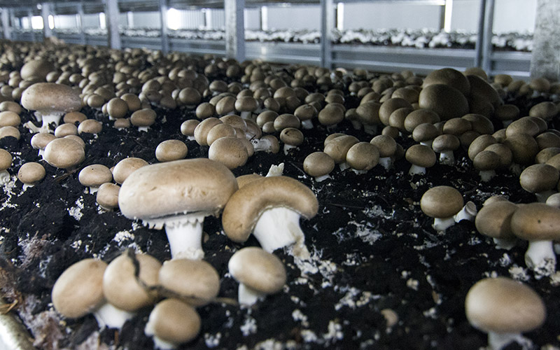 15 trabalhadoras da unidade de Vila Flor da Cuga terão sido pressionadas a deixar empresa que quererá rejuvenescer quadros