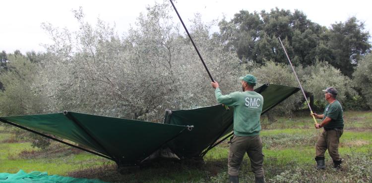 Produção de azeitona aumenta mas faz baixar “significativamente” preço do azeite