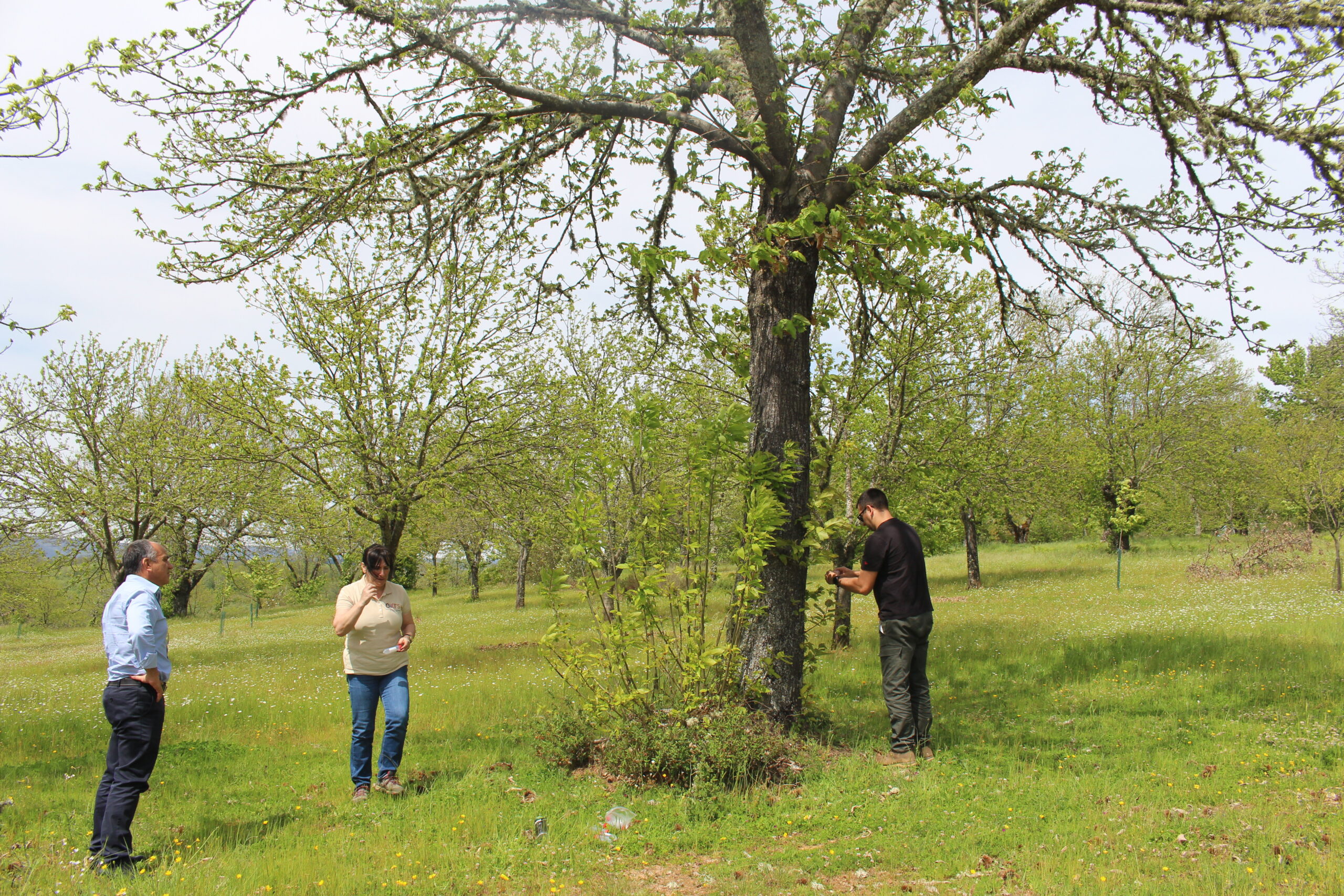 Vespa da galha do castanheiro ataca de forma “severa” em aldeias do concelho de Bragança