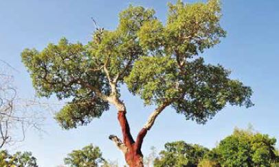 Presença da Xylella Fastidiosa confirmada em Torre de Moncorvo